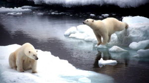 Två isbjörnar i Alaska