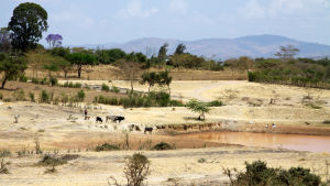 Jordbrukare för sin boskap till vattenhål i Machakos, Kenya. djur vid vattenhål i Machakos