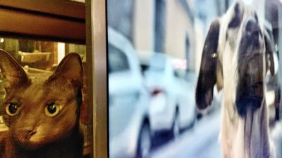 Kissa katsoo television takaa, TV:ssä lähikuva koirasta.