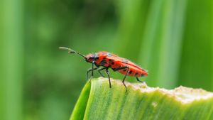 Eldlusen hör till släktet skinnbaggar. Eldlus (Pyrrhocoris apterus) på ett blad