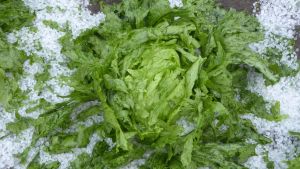 Sallaten var förstörd då Ingrid Träskman kom hem till Ingå från odlingarna i Svartå. Grön sallat ligger i en hög med vitt hagel.
