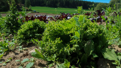 Närbild av salladshuvud som växer på grönsaksodling på friland.