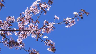 Körsbärsblommor i solen