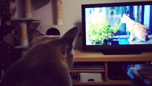 Sohvi-kissa katsoo dokumenttielokuvaa Istanbulin kissat.