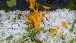 Det är inget kvar av squaschen. Squasch eller zucchini blommor är krossade av hagel.