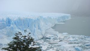 År 2016 kommer antagligen att bli världshistoriens varmaste år, varnade Världens meteorologiska organisation WMO i Marrakech. Glaciär med lövträd i förgrunden