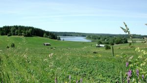 Bilden är från en annan trakt och visar inte den aktuella åkern. Bild: Yle/Arja Lento