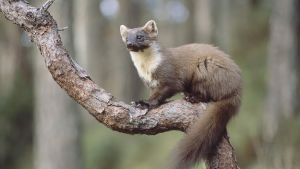 En skogsmård ska inte blandas ihop med en mårdhund. Som en skugga i skogen