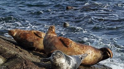 Ut i naturen: Sälen från havet