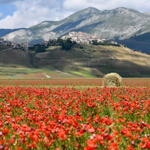 Laaja punaisia kukkia kasvava peltoalue vuoriston juurella Umbriassa, Keski-Italiassa. Taustalla, vuoren nyppylällä pieni kylä.