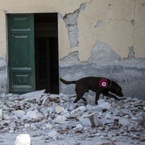 En räddningsarbetare med spårhund utanför ett skadat hus i Amatrice.