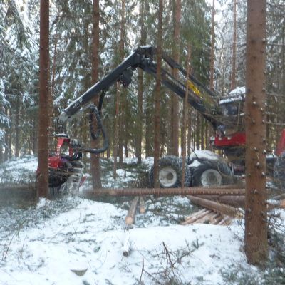 Kjell Dahlberg gallrar skog i Tenala.