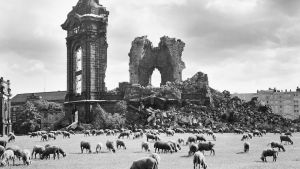 Dresden, Östtyskland 13.9.1957. Får betar vid ruinerna av Frauenkirche Dresden 13.9.1957. Får betar vid ruinerna av Frauenkirche