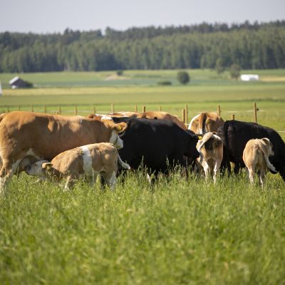 Kiinnostus kotimaista lähiruokaa kohtaan on kasvanut
