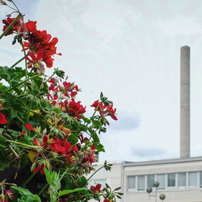 En röd blomma i förgrunden, ett torg och fabrikspipor i bakgrunden.