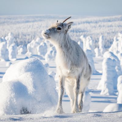 Elokuvat toimivat usein myös tehokkaana matkailumainontana. Hienot maisemat houkuttelevat käymään kuvausmaassa.