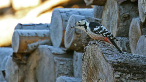 valkoselkätikka naaras puupinolla