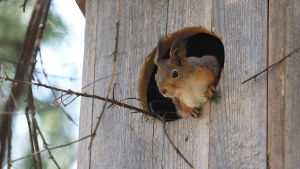 Orava kurkistaa pöllönpöntöstä, johon se on tehnyt talvipesänsä. Risuja näkyy lentoaukosta. Orava kurkistaa pöllönpöntöstä, johon se on tehnyt talvipesänsä. Risuja näkyy lentoaukosta.