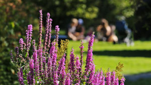 Violetti rantakukka kukkii elokuussa Hatanpään arboretumissa Tampereella, taustalla perhe piknikillä.
