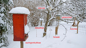 Erilaisia lintujen talviruokintamalleja