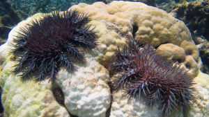 Två korallätande sjöstjärnor, törnekronor, mumsar på en korall