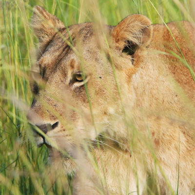 Lejonhona från nationalparken Murchison Falls i Uganda.
