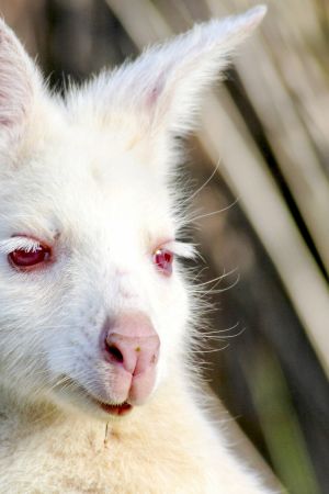 Tasmania on saari, joka pursuaa mitä oudoimpia ja ihmeellisimpiä villieläimiä.