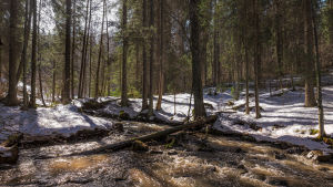 Samma bäck fotad en vårvinter av Jan Fröjdman. Bäcken fotat en vårvinter. Ett tunt snötäcke på marken men bäcken porlar.