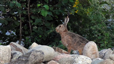 Hare på stenhög.