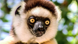Madagaskarin eristäytynyt luonto sisältää monia ominatakeisia ja ainutlaatuisia eläin- sekä kasvilajeja.