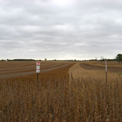 Ett fält med sojaodling i USA