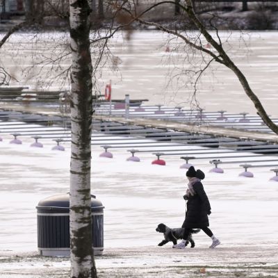 En kvinna rastar sin hund i vintervädret i Hagnäs i Helsingfors.