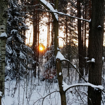 snöig skog på vintern. solen mellan träden.
