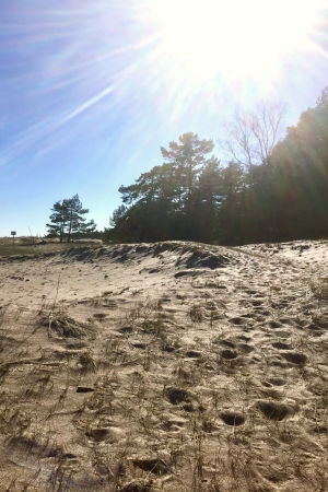 En del hotade arter behöver mycket sol och vind och torka för att klara sig i konkurrensen. Tallarna på Tullstranden hotar de här arterna. Men bara de små tallarna ska nu bort. Alla gamla träd blir kvar, likaså lämnar en del av de mellanstora kvar i grupper. Sandstrand, havet syns inte men i bakgrunden ser man tallskog. Solen skiner klart.