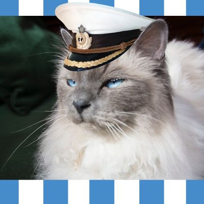 Jussi-kissa seilorin hattu päässään.