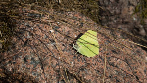Citronfjärilar har ren synts till. Enligt folksägen betyder det lycka om det är den första fjärilen man ser. en fjäril på en sten