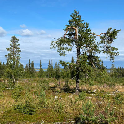 Maisemakuva Sodankylän Lokasta, metsähakkuu, jonka takaa siintää Lokan tekojärvi.
