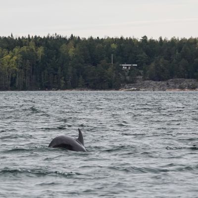 Taalintehtaan pullokuonodelfiini