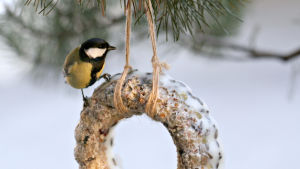 Talitiainen ruokintapaikalla