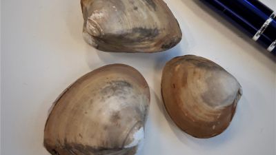 Amerikansk trågmussla och en penna