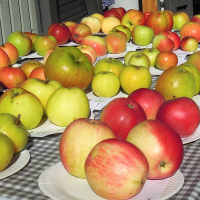 Lohjansaaren Fruticetumissa on esillä 30 perinneomenalajiketta sekä 300 muuta omenalajia.
