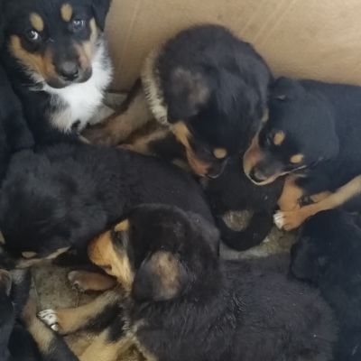 Mixed-breed puppies found by Customs officials in Helsinki on Sunday.