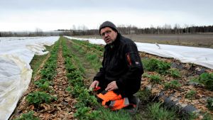 Anders Lång odlar jordgubbar på 50 hektar i Pörtom, Närpes. Anders Lång i arbetskläder i en av företagets jordgubbsodlingar där plantorna delvis är under fibertyg.