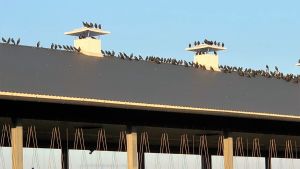Flera tusen kajor kan flockas till gården. Naakkaparvi päivystää pihaton katolla Marttilassa.