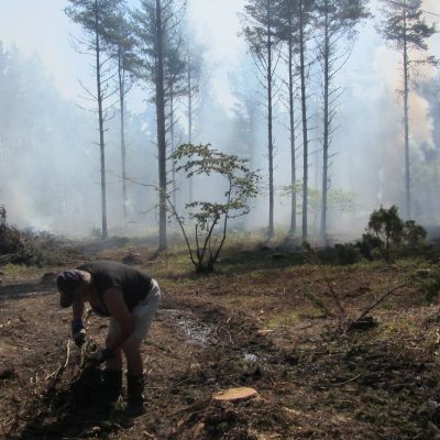 Skogsröjning på Bylandet i Ekenäs skärgård