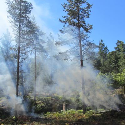 Skogsröjning på Bylandet i Ekenäs skärgård