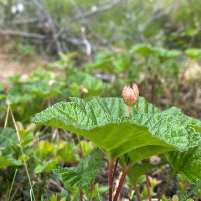 Hilla supullaan Rovaniemellä.