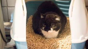 Elviira är femton år gammal och döv. Hon har tagit sandlådan som sitt hem eftersom det är svalare där. En katt i sin bur