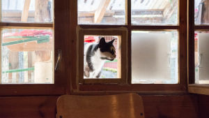 Katterna har tillgång till en rastgård utomhus. En svartvit katt tittar in från en lucka