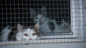 Det finns för tillfället också kattungar på katthuset i Lovisa. Mamma-katt vakar över ungarna som finns i bakgrunden. En kattfamilj bakom ett hönsnät
